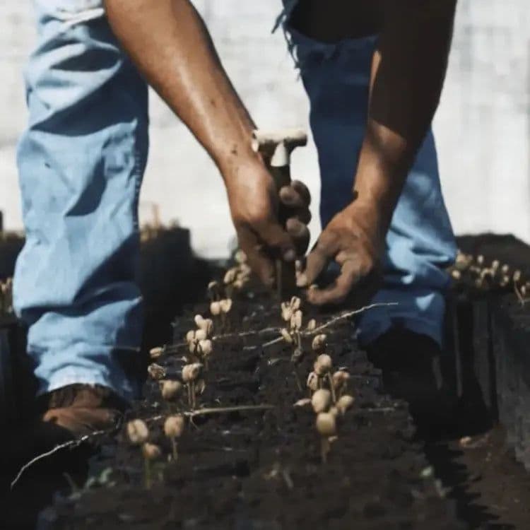 Image of Guatemala Finca Libano Gesha