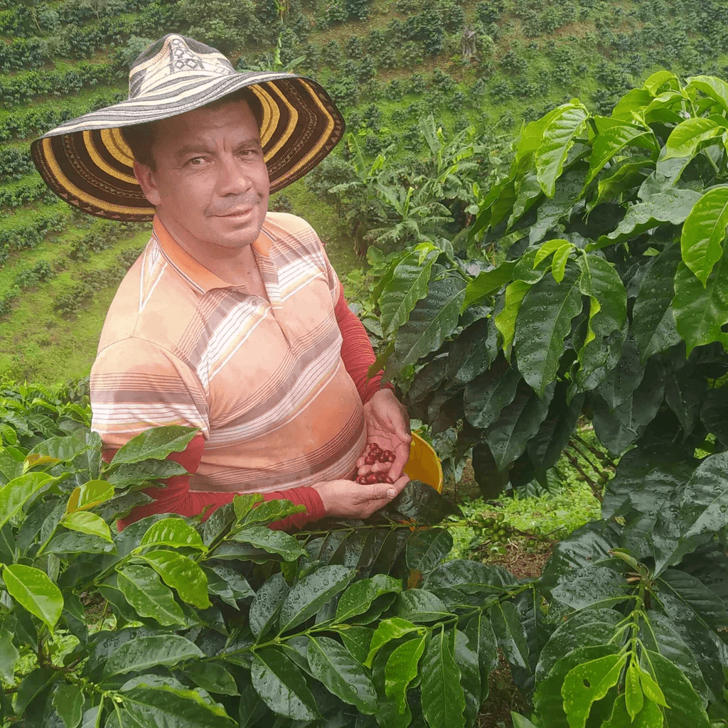 Image of Hertson Bernal Extended Fermentation Washed - Guadalupe Huila