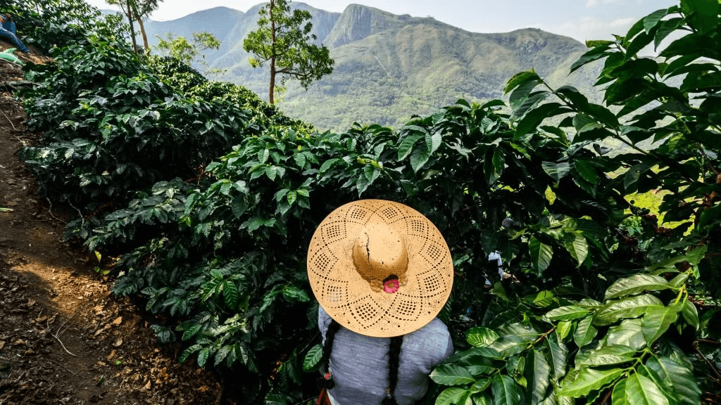 Image of Bolivia Private Collection Auction Waliki Rosa