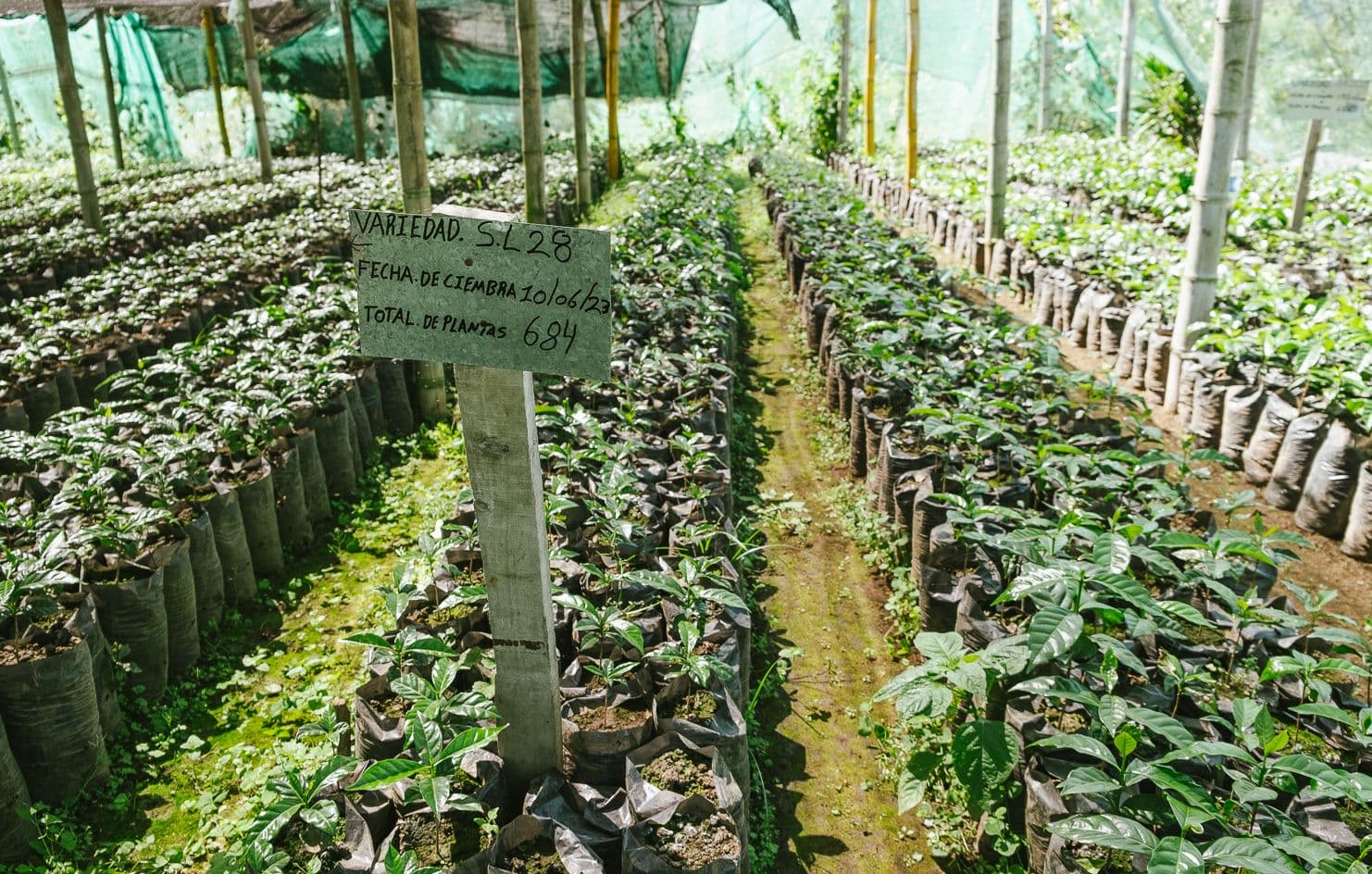 Image of Finca Malacara A  Tablon 5