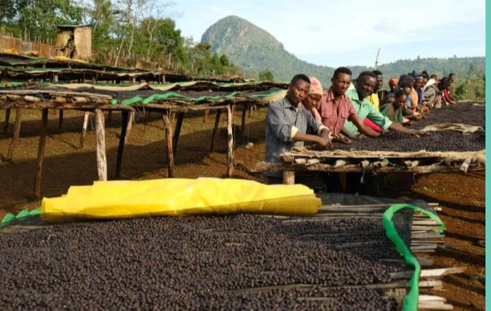 Image of Ethiopian Kochere Biloya Yirgacheffe Natural