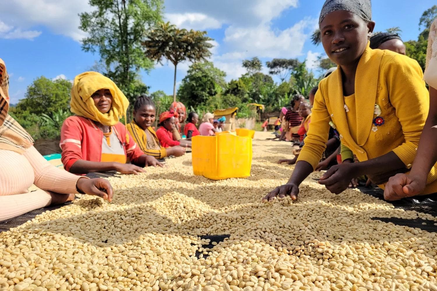 Image of Ethiopia - Yirgacheffe Gedeb - Danche Chelbesa
