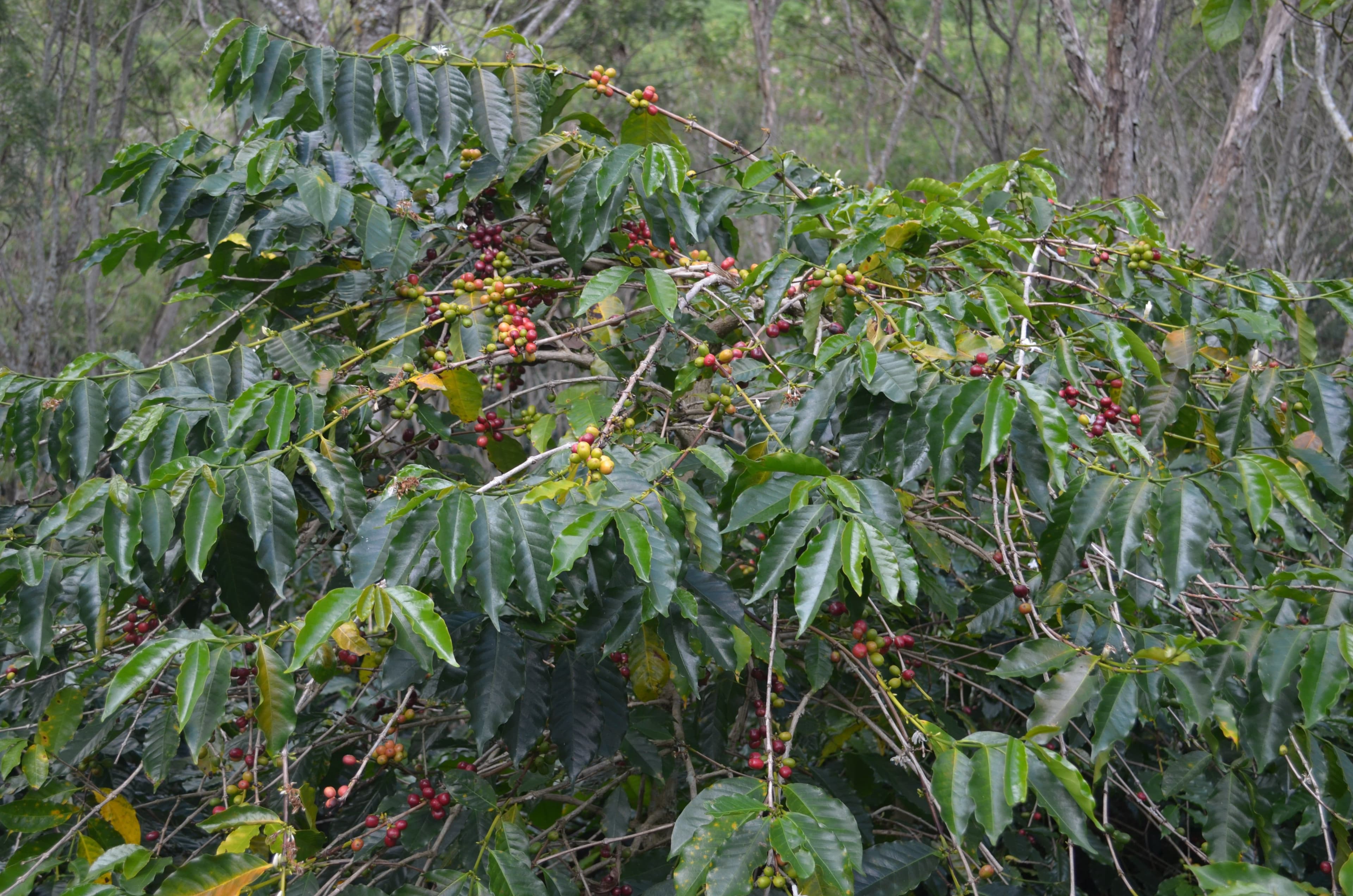 Image of Indonesia - Aceh Gayo