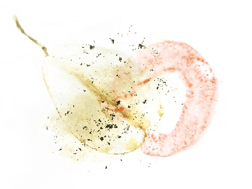 Image of Costa Rica Blue Caturra Volcano