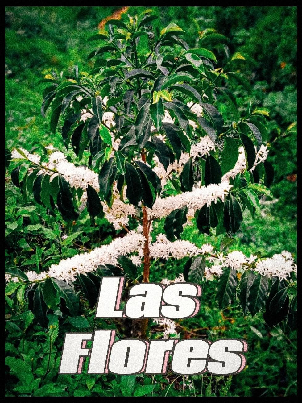 Image of Las Flores Colombia