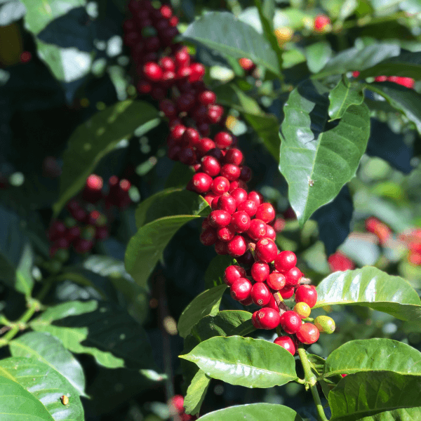 Image of Panama Geisha Interstellar