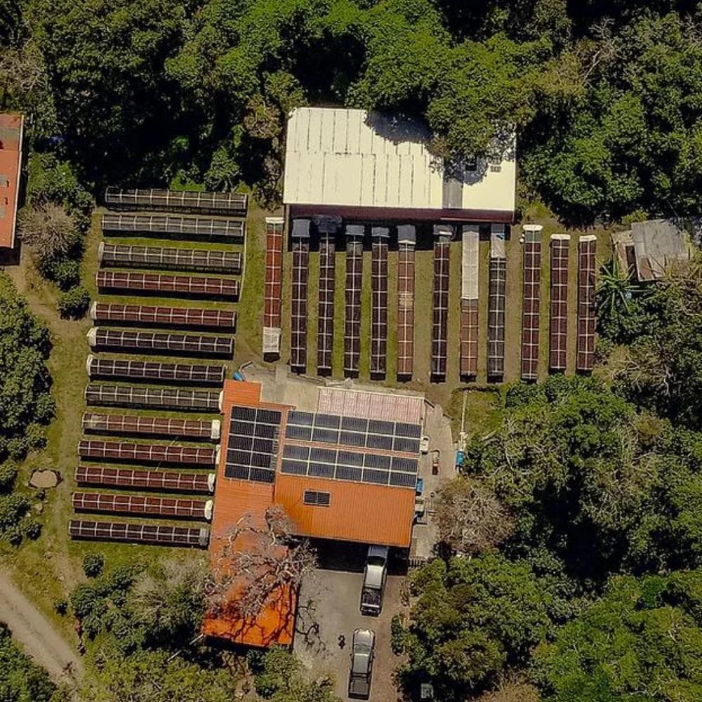 Image of Panama - Damarli Estate - Bourbon Breeze Natural