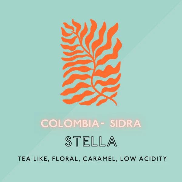 Image of Stella: Sidra/Light Roast (SP)