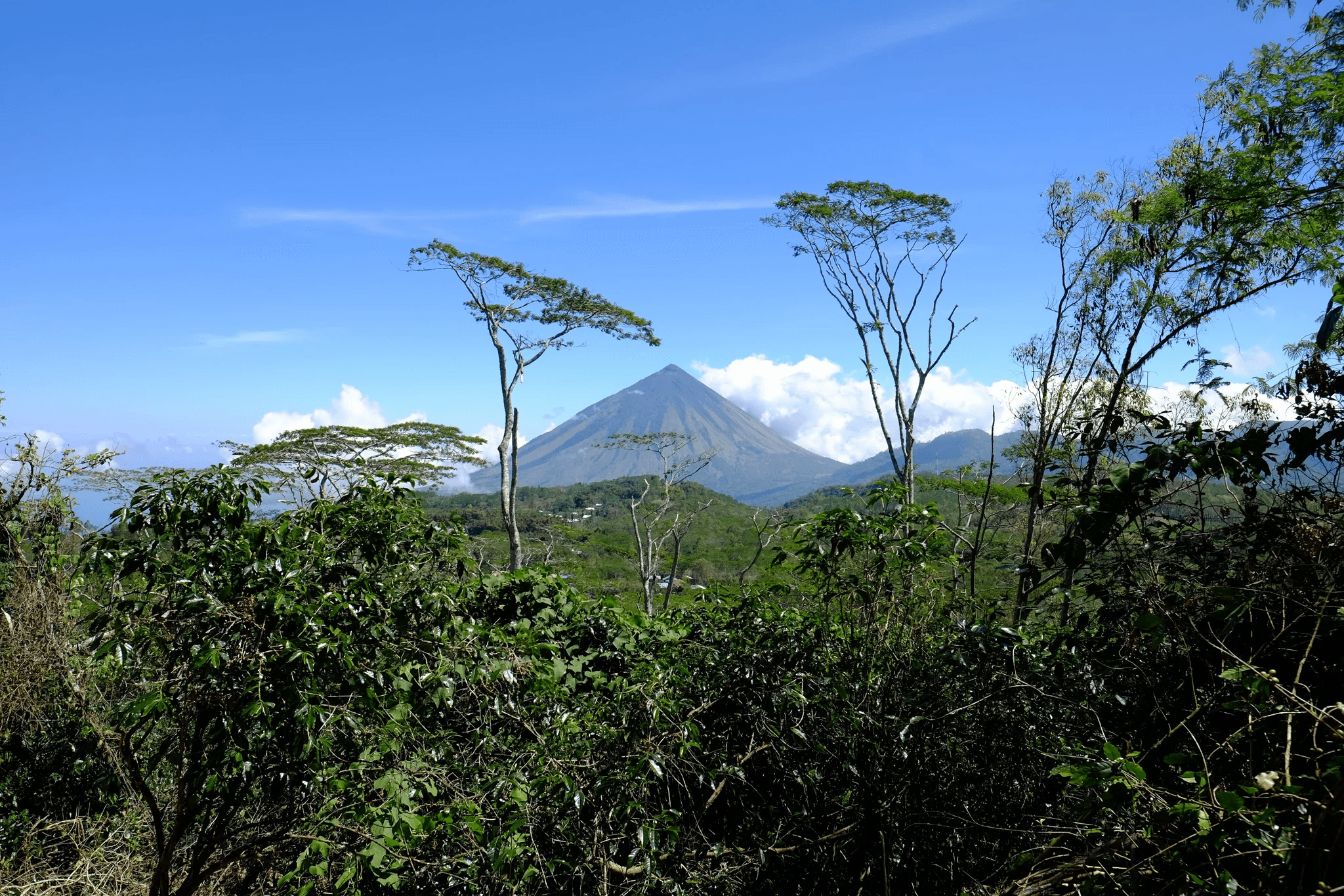 Image of Flores Laga Lizu Anaerobic Natural