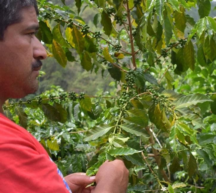 Image of Guatemala Vista Al Bosque