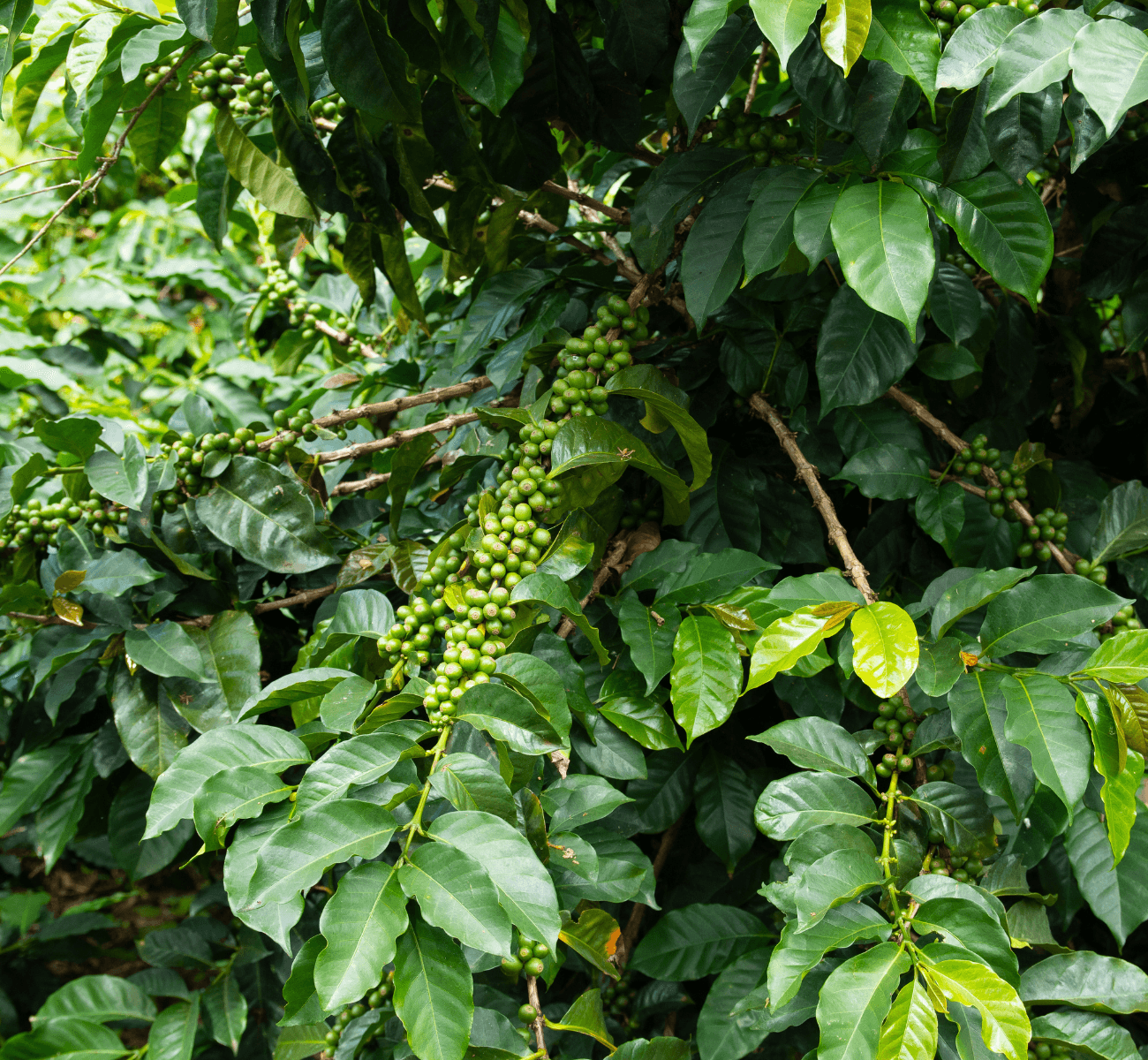 Image of Las Brisas Washed