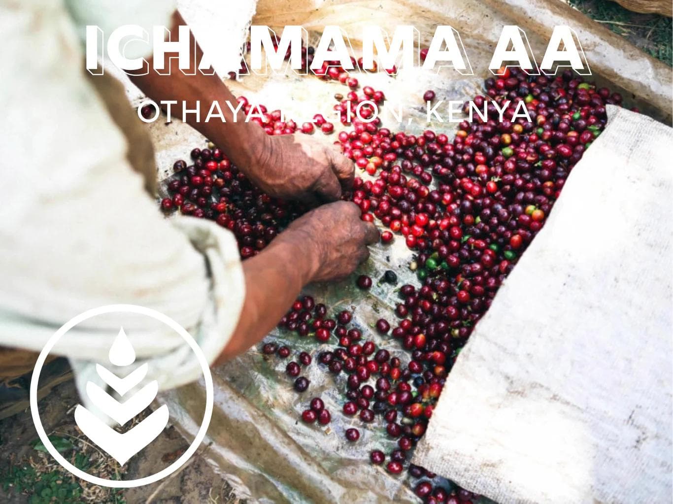 Image of Ichamama AA