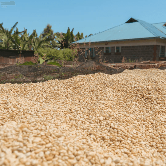 Image of Kenya Kutere AB