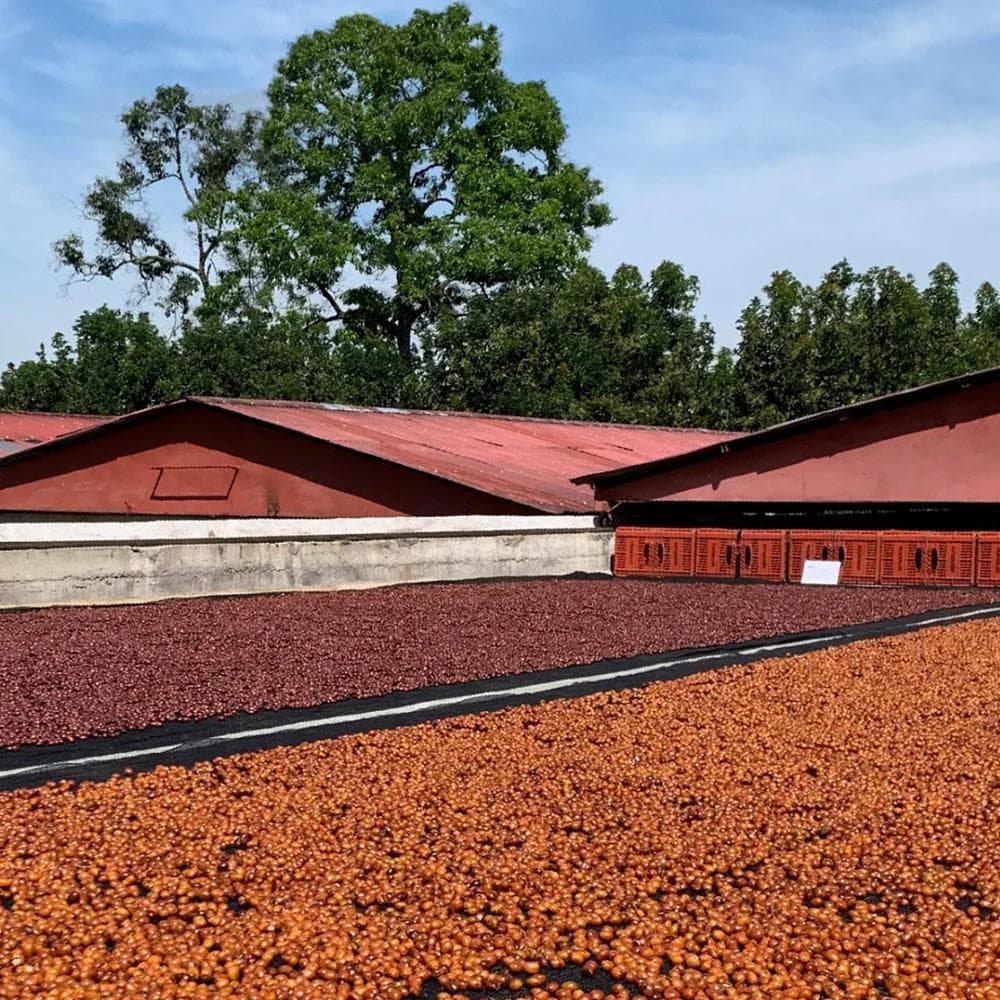 Image of Colombia - Luz Helena - 200hrs Anaerobic Fermentation