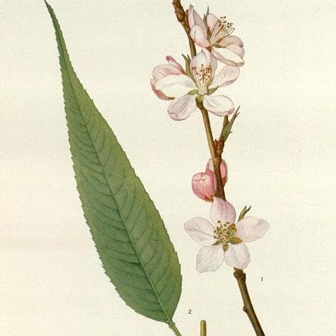 Image of Ethiopia Layo Teraga Washed