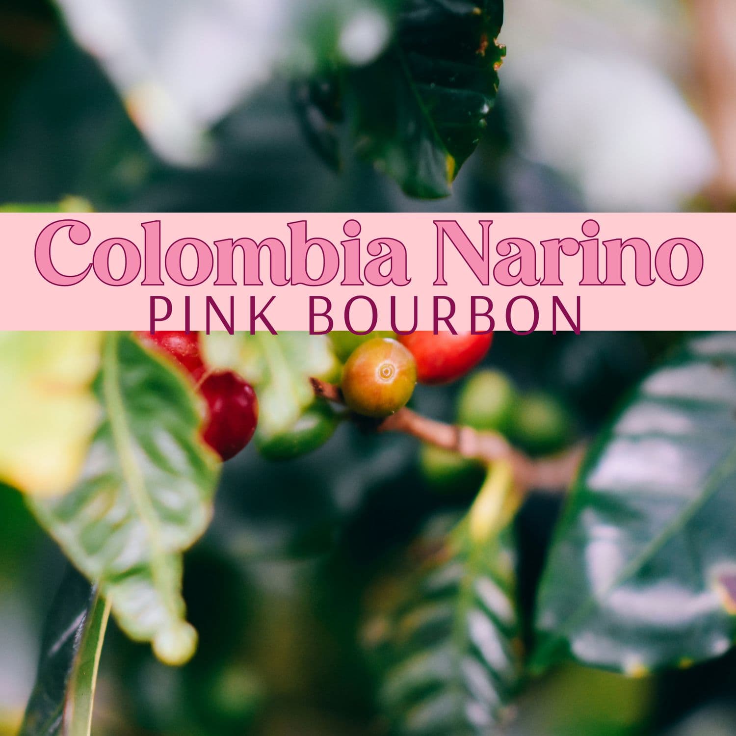 Image of Colombia Pink Bourbon