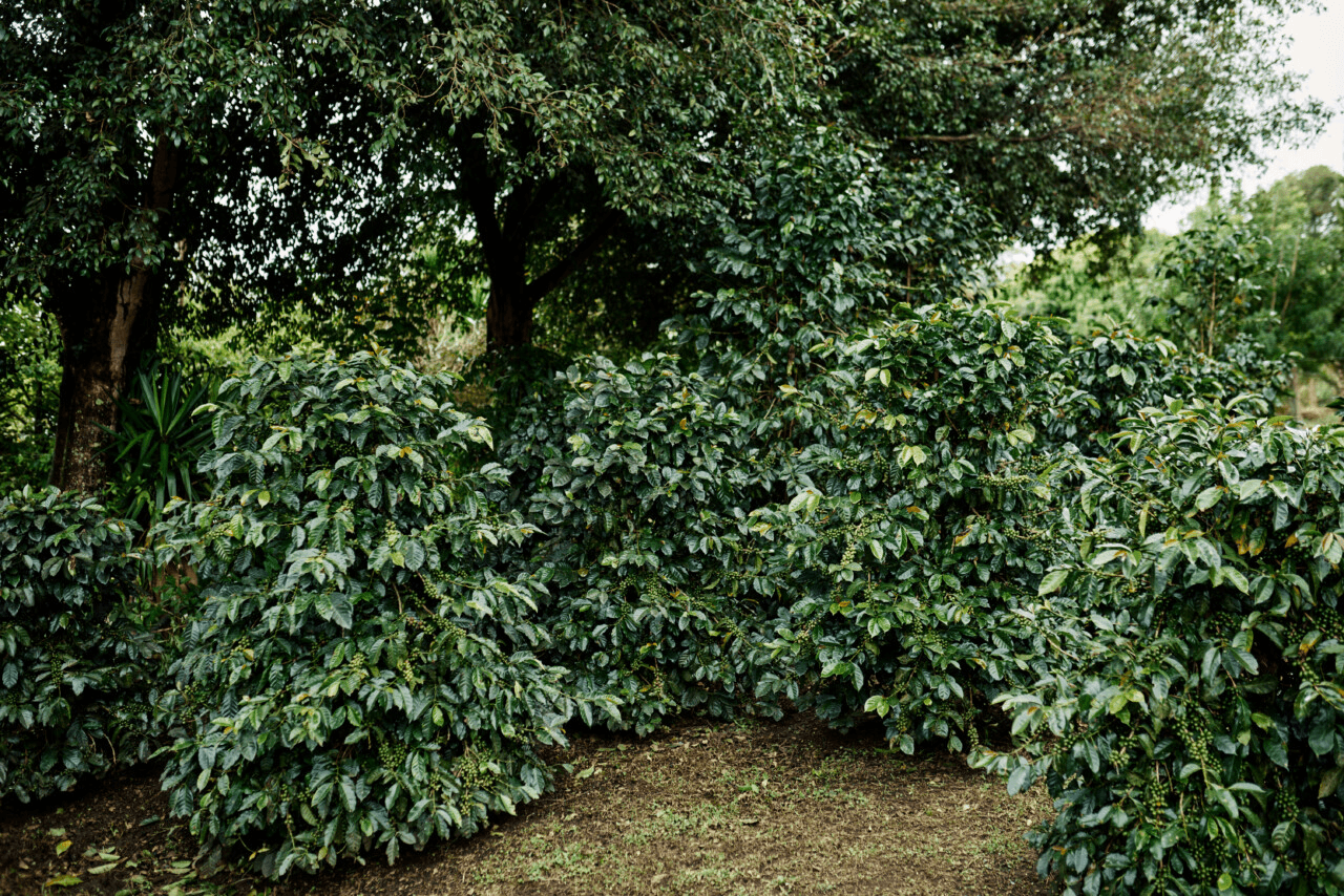 Image of Costa Rica La Florcita