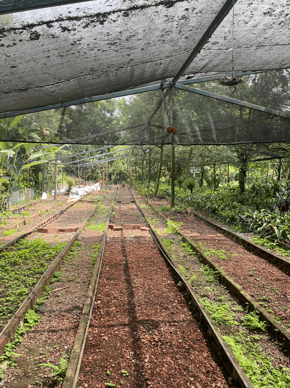 Image of Rancho San Felipe - Veracruz - Decaffeinated