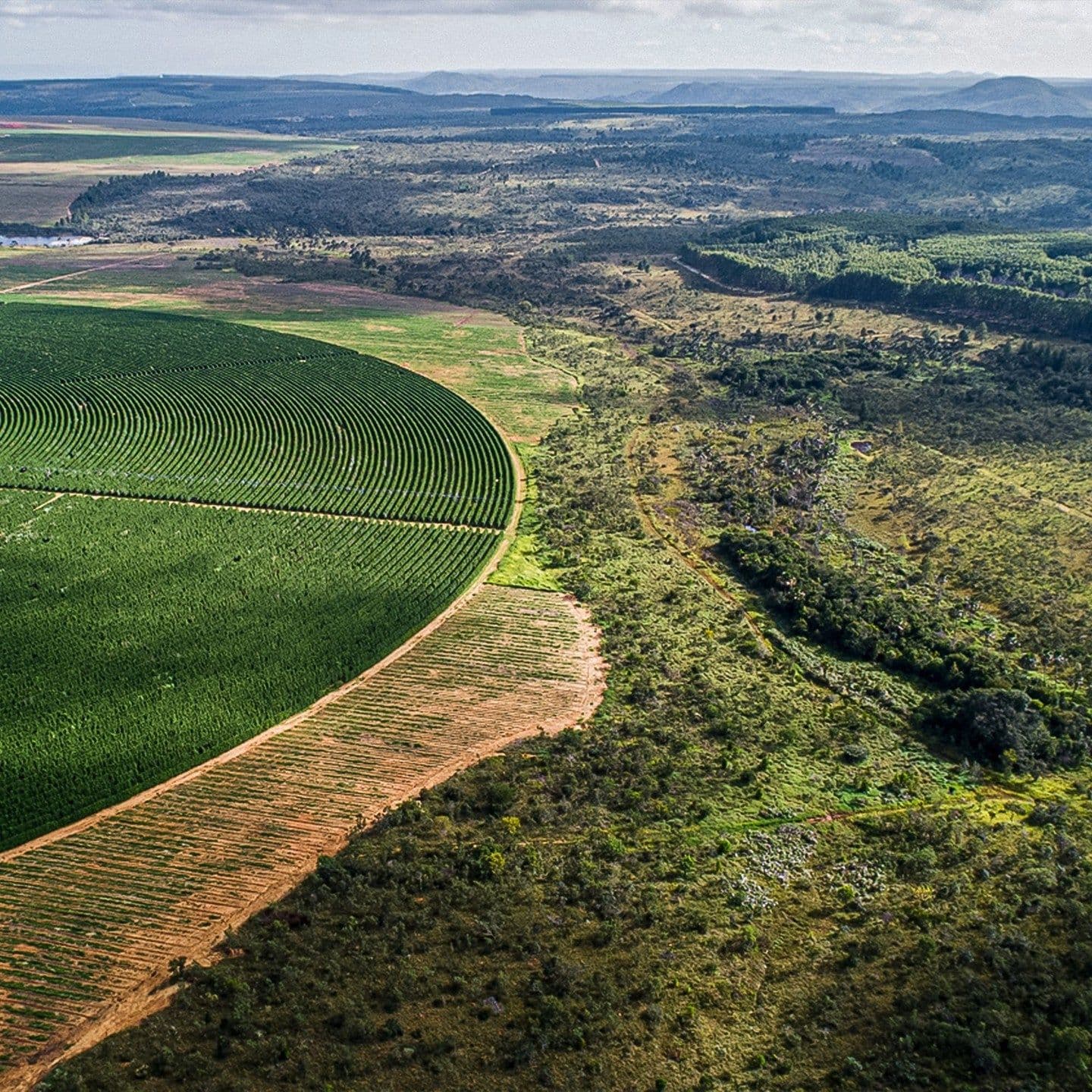 Image of Ecoagricola Serra do Cabral Brazil Espresso