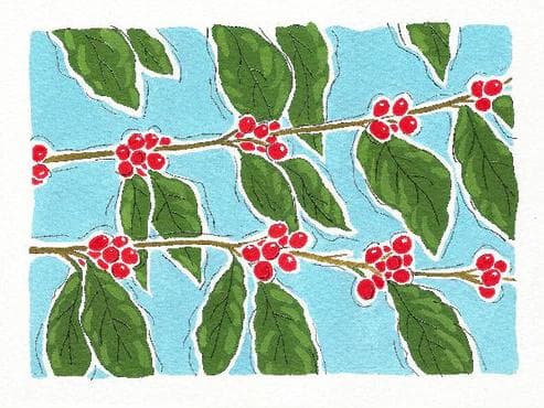 Image of Honduras Armadillo Anaerobic Honey