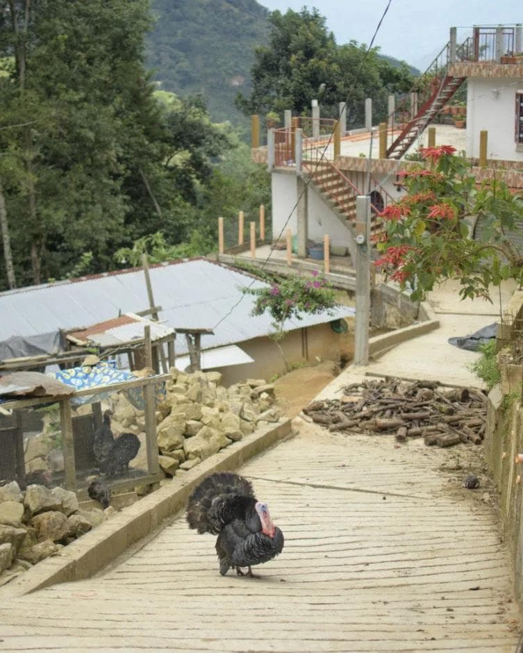 Image of Guatemala Buena Esperanza