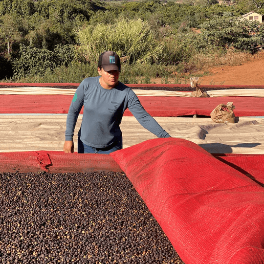 Image of Brazil Santa Monica Geisha