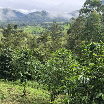 Image of Panama Kalithea Geisha