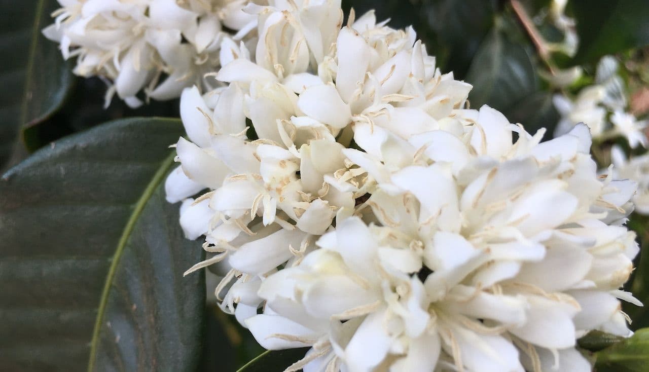 Image of Colombia Tolima Tala Bocanegra Cold Brew