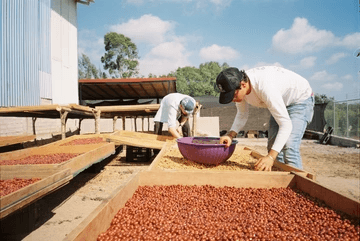 Image of Arabica Colimota Jalisco Natural
