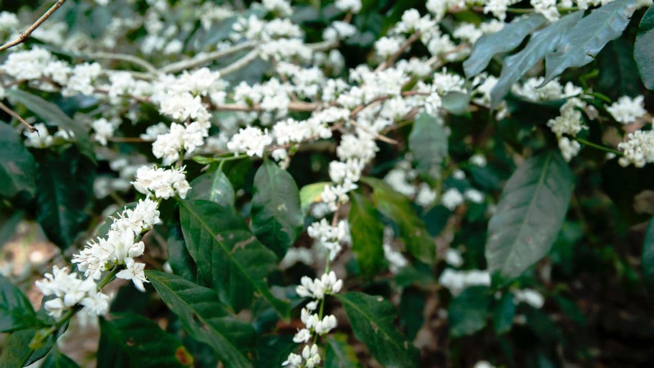 Image of Peru Luz Gladis Martinez Lizana