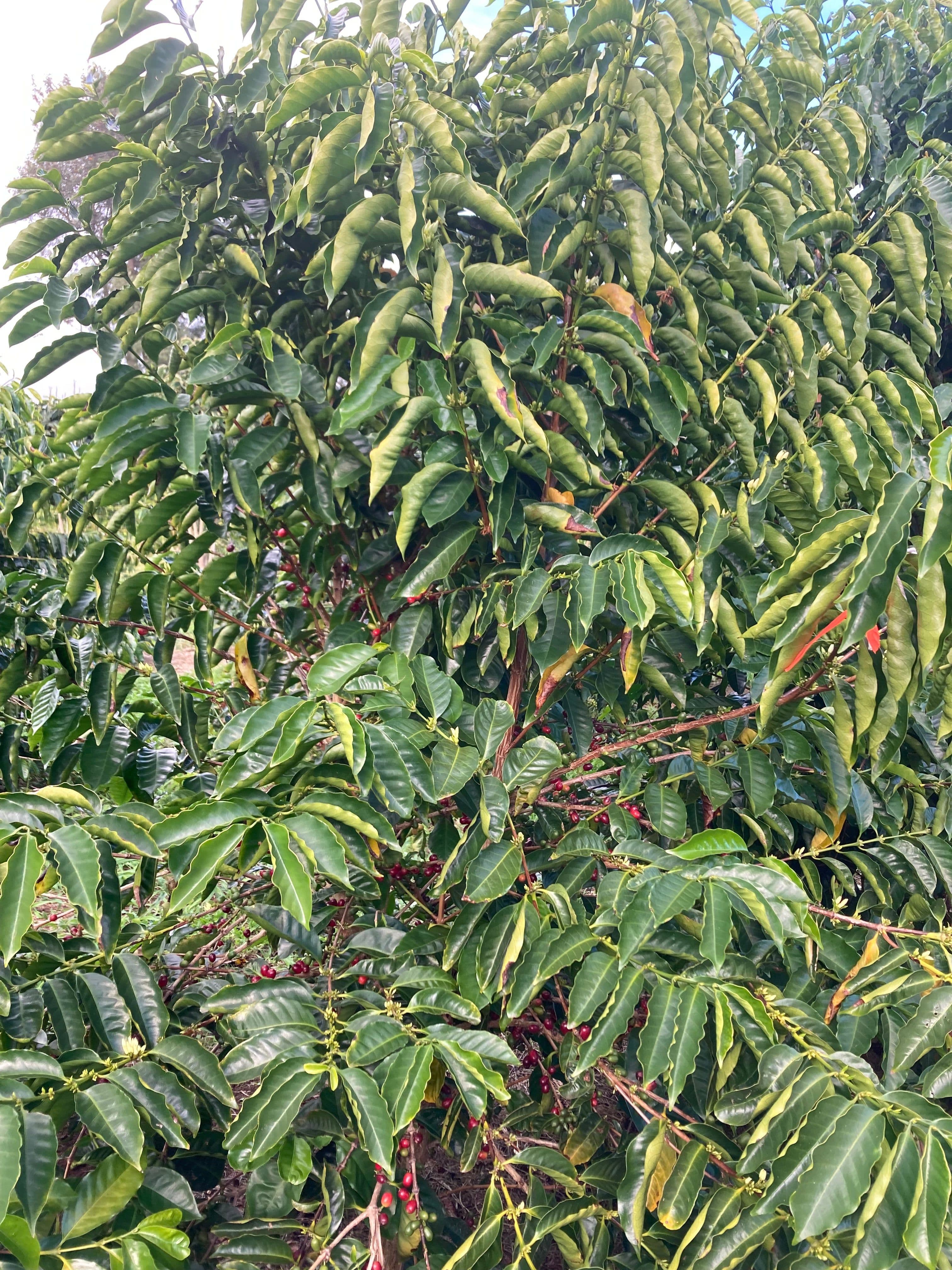 Image of Kau Geisha Champagne Natural