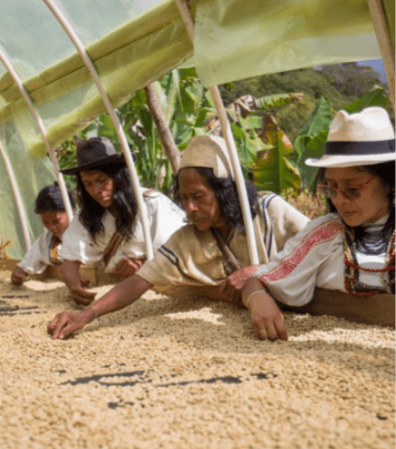 Image of Colombia - Sierra Nevada - Washed - Organic