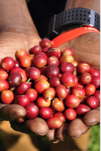 Image of Uganda - Bukonzo Dream - Natural