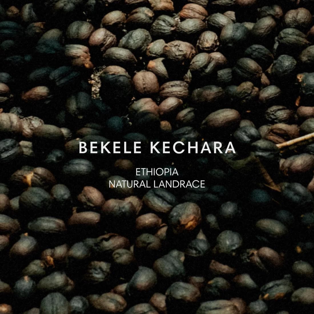 Image of  Jose Gomez