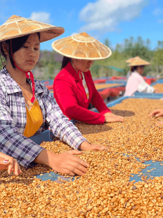 Image of Myanmar - The Lady Honey - Filter