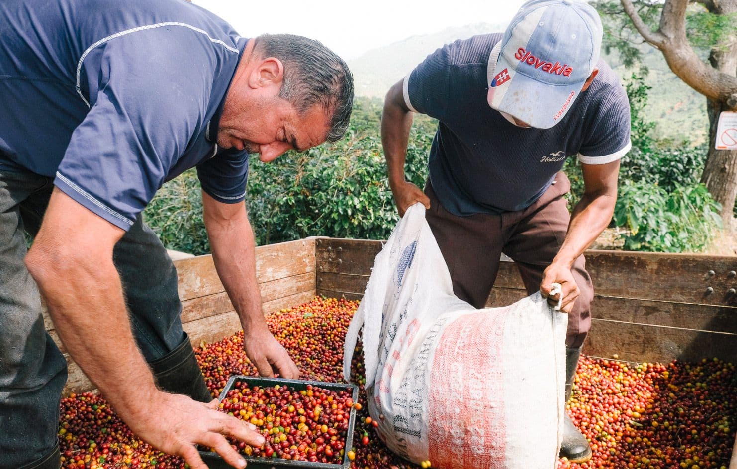 Image of Finca Las Gravilias