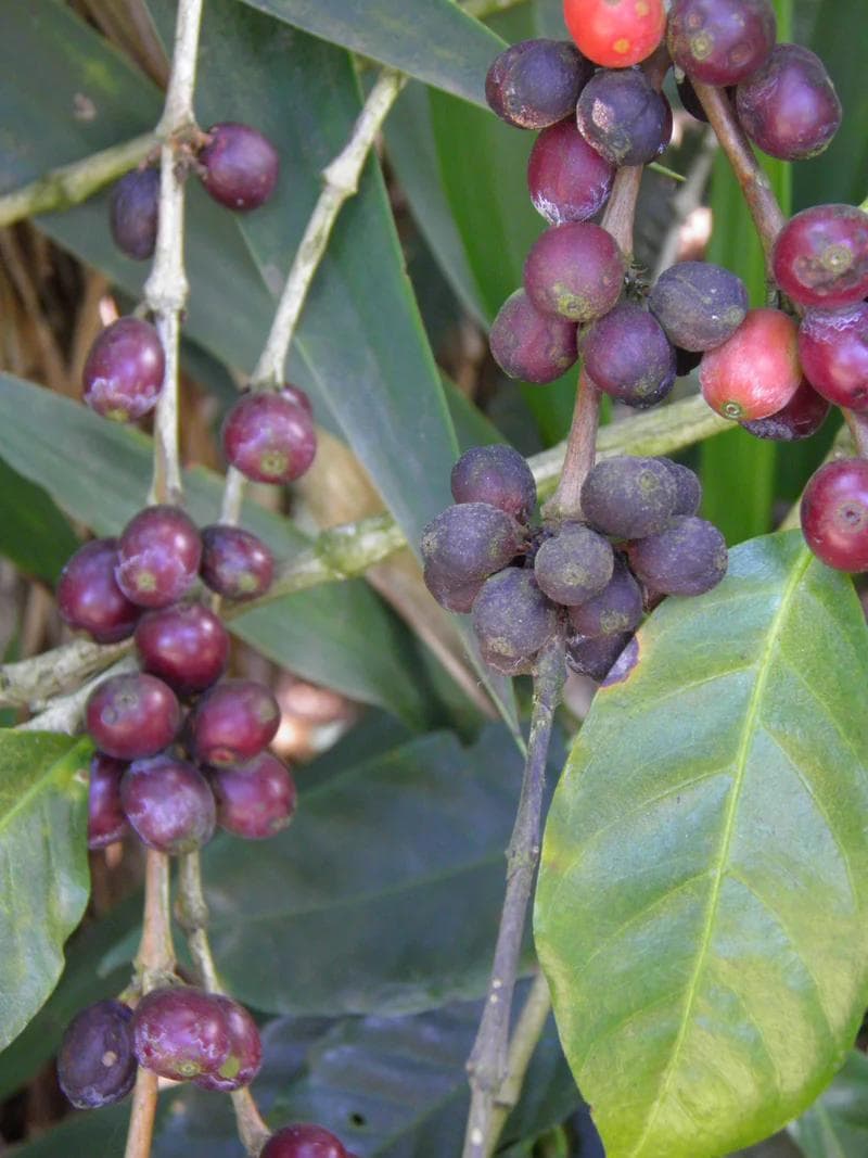 Image of 6 El Salvador