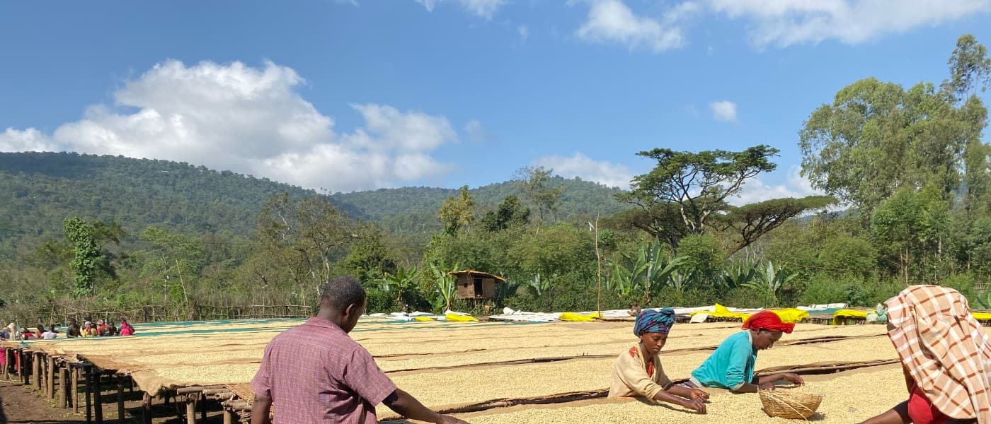 Image of Ethiopia Girma Sintayehu Kurume