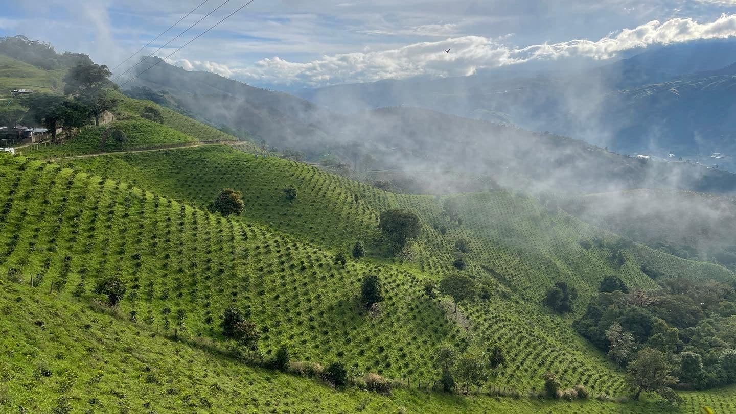 Image of Colombia - Finca Santa Barbara