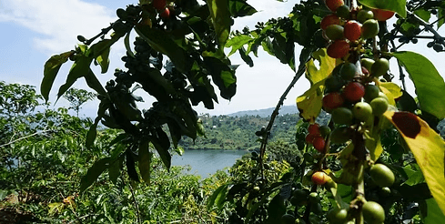 Image of La Yerbabuena