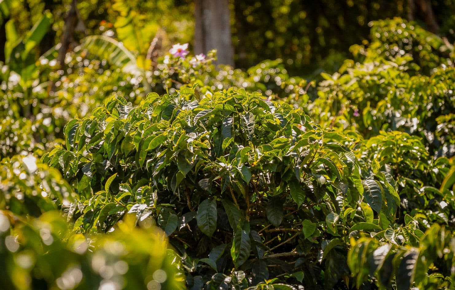 Image of Finca El Chinito