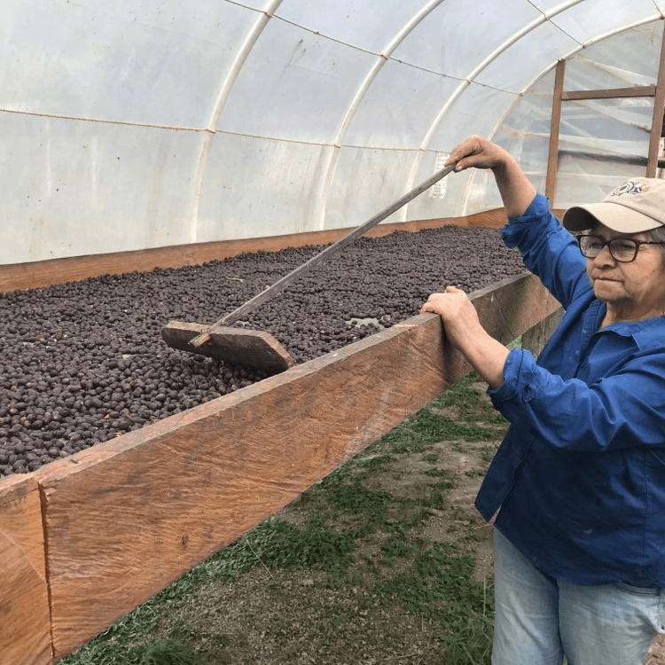 Image of Comsa Smallholders Natural Process - Marcala