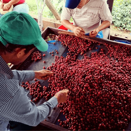 Image of Villa Betulia Experimental Double Anaerobic Honey - Huila