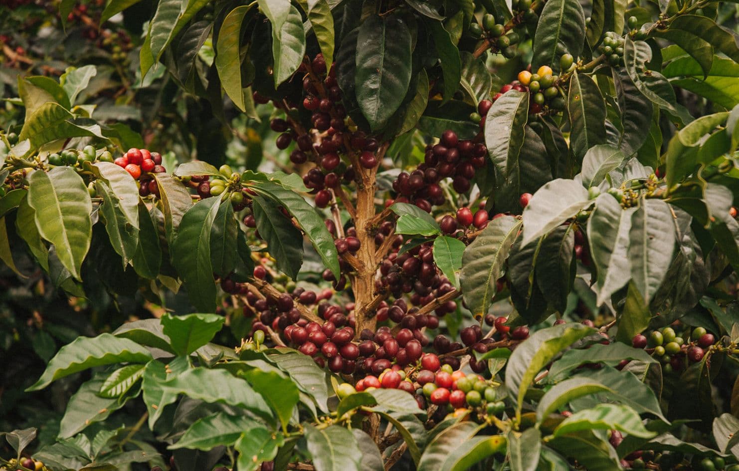 Image of Colombia Finca El Mirador