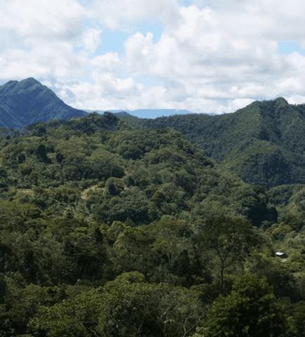 Image of  Kuntu Organic