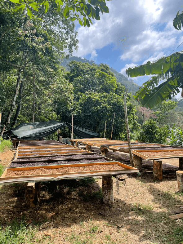 Image of Finca La Canada - Guerrero - Honey