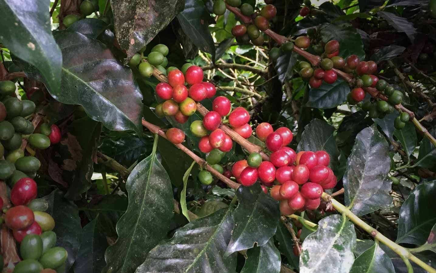 Image of Ecuador Gustavo Landiva  Hacienda Pillcocaja