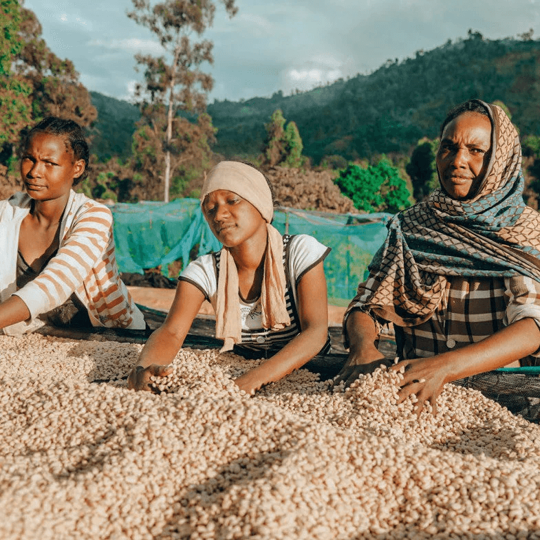 Image of Gatta Farm Fully Washed - Shantawene Sidama