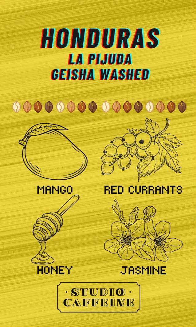 Image of Honduras La Pijuda Geisha Washed