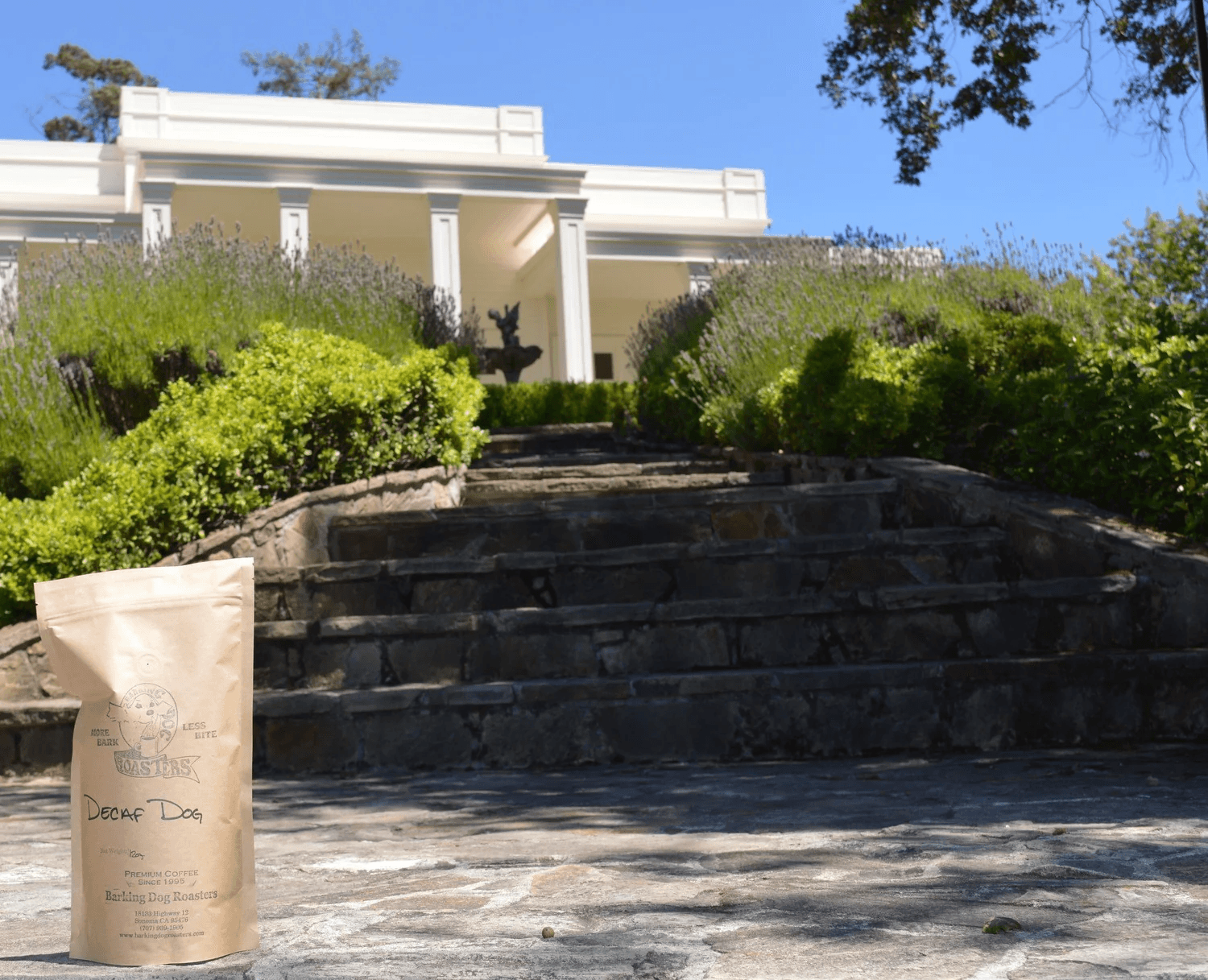 Image of Purring Cat Decaf Dog